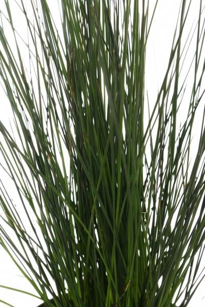 Рослина кімнатна Трава-спіраль 12/35