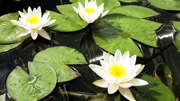 Растение Нимфея Marliacea Albida ведро 10 л