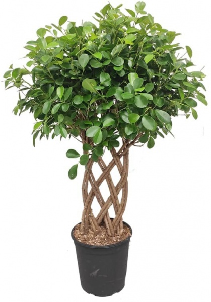 Рослина Фікус мікрокарпа 27x110 Moclame стовбур заплетений решіткою