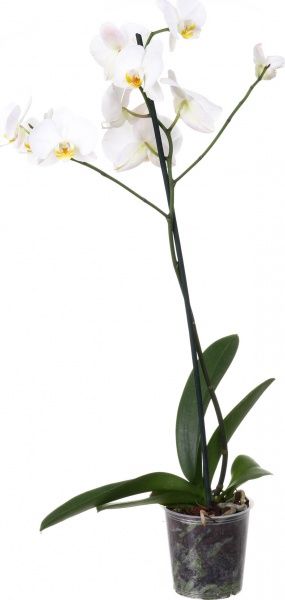Рослина кімнатна Фаленопсіс 1 стовбур 12x50 см акція
