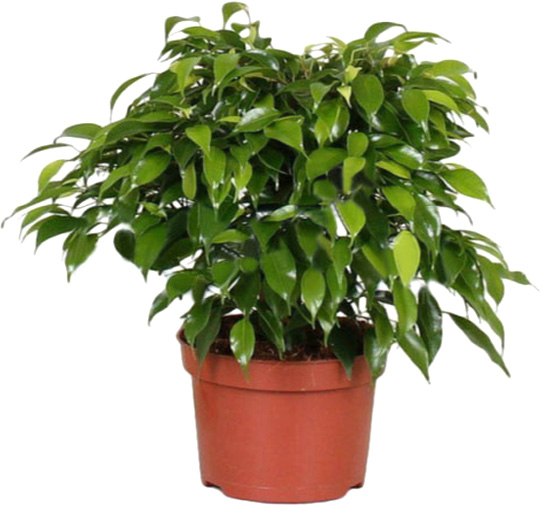 Растение Фикус бенджамина Kinky 12х25 см