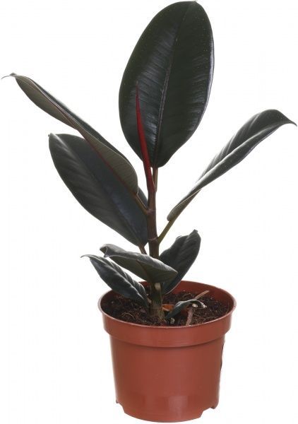 Растение комнатное Фикус Еластика Абиджан 12х40