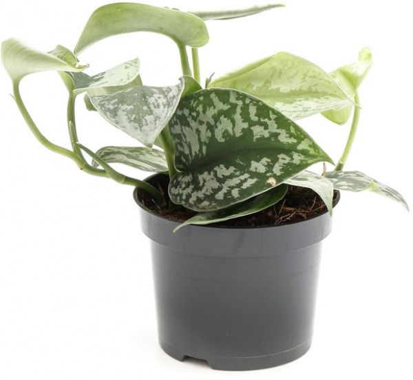 Растение комнатное сциндапсус Trebie ø12 h25