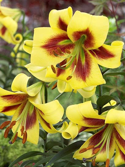 Луковица лилии ОТ Роберт Свансон 1 шт. 