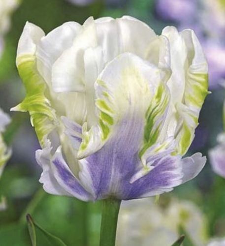 Луковица Яскрава Тюльпан попугайный White Lizard 3 шт.