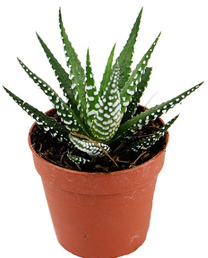 Суккулент Хавортия 05/10