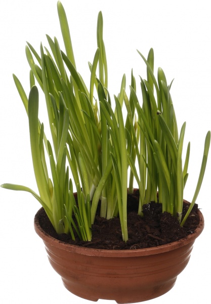 Рослина кімнатна Нарцис 7 шт. в сумці Jungle 16х16х16 см червоний/малюнок