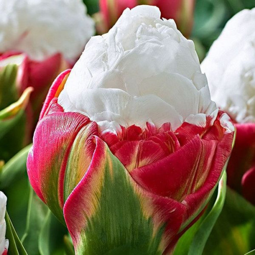 Луковица Яскрава Тюльпан махровый Ice Cream 1 шт. 