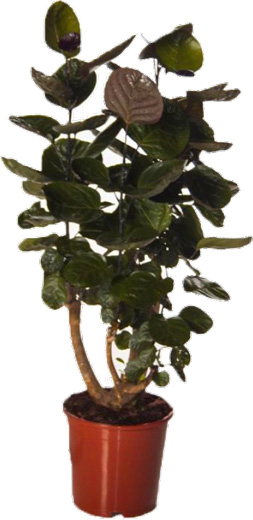 Рослина Поліциас фабіан 24/100 