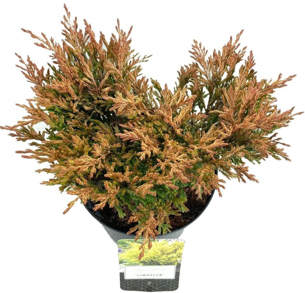 Рослина Ялівець горизонтальний / Juniperus horizontalis Lime Glow С 3 D 15-25