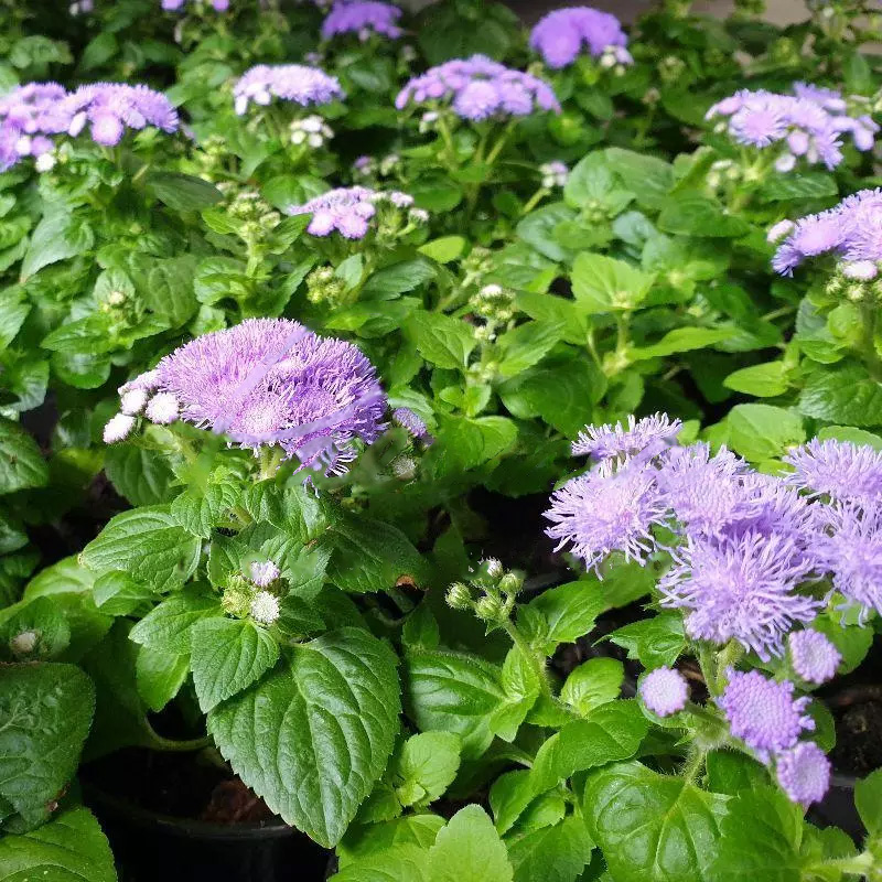 Рослина Агератум 10х15 (вир-во Україна)