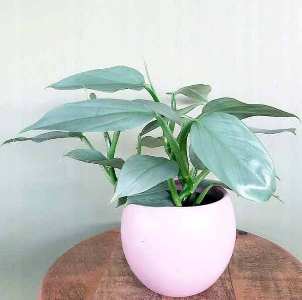 Растение Филодендрон Silver Queen 14x40 см