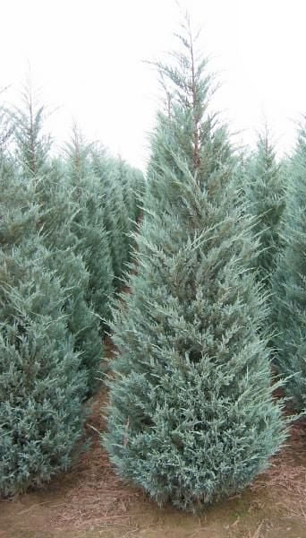 Растение Можжевельник скальный Moonglow (R20-F23 h100-120 WRB)