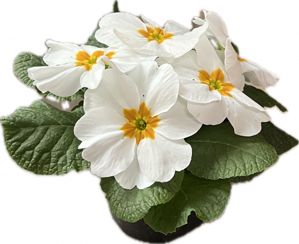 Растение комнатное Примула вульгарис