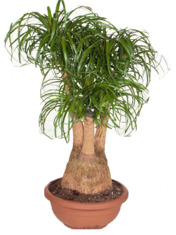 Рослина Бокарнея 3 рр 12/40