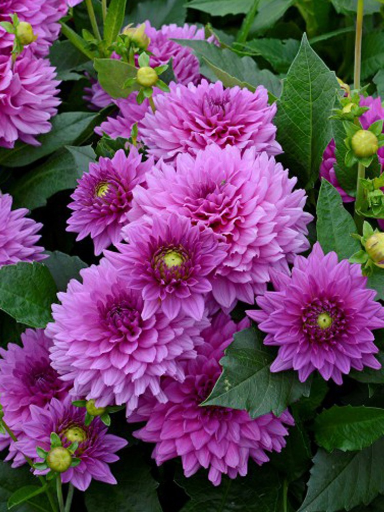 Коренебульба жоржини декоративної Клоудетт 1 шт.