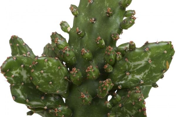 Растение Кактус 9х10 см