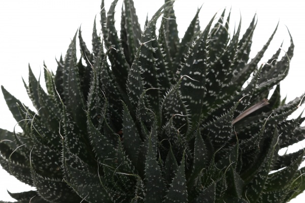 Рослина кімнатна Сукулент мікс 10х12 см