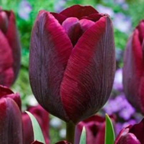 Луковица Тюльпан Триумф Роналдо 5 шт. 