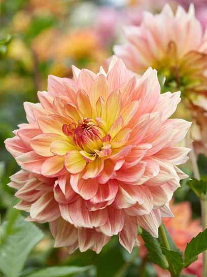 Корнеклубень георгины динерплейт Вандас Аврора 1 шт. 