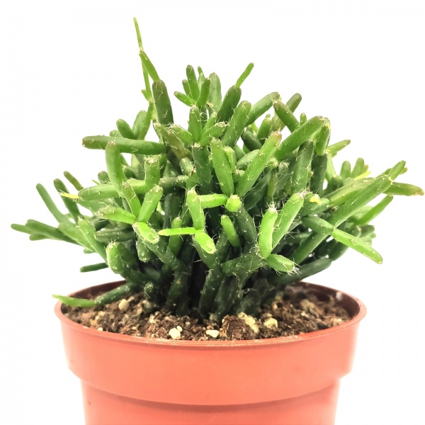 Рослина кімнатна Ріпсаліс 10х20 см мікс