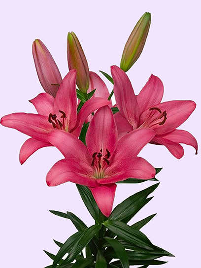 Цибулина VWS EXPORT – IMPORT OF FLOWERBULBS B.V. лілії ТА Сентоза 1 шт.