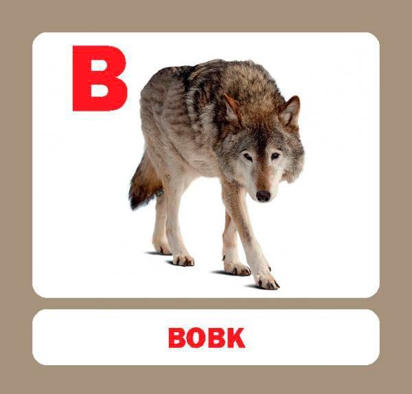 Книга «Навчальний посібник. Абетка»