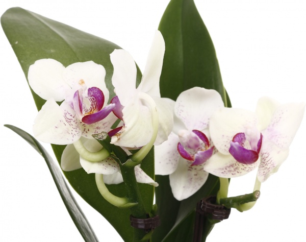 Рослина кімнатна Фаленопсис міні 6х20 см 1 стовбув мікс у кераміці