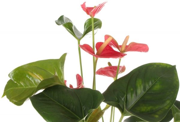 Рослина Антуріум червоний 17/65