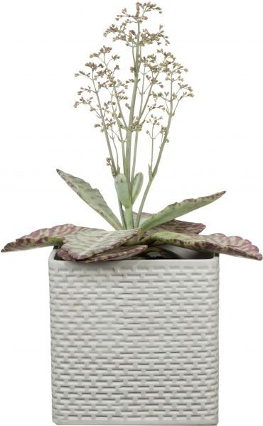 Кашпо керамічне Scheurich Modern Cube квадратний 1,8л білий 