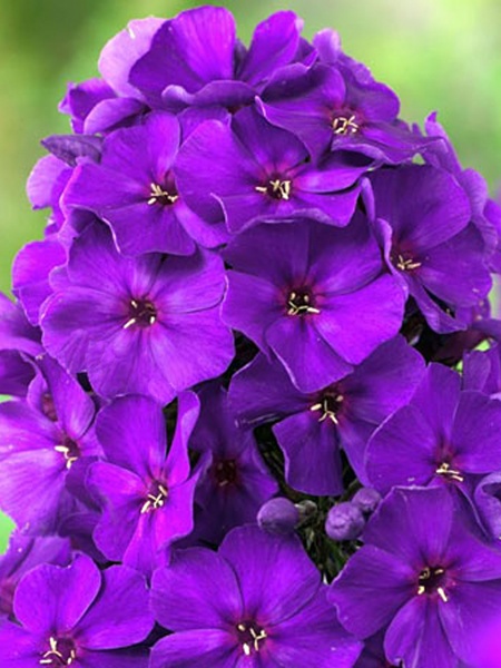 Корневище флокса Ники 1 шт. 