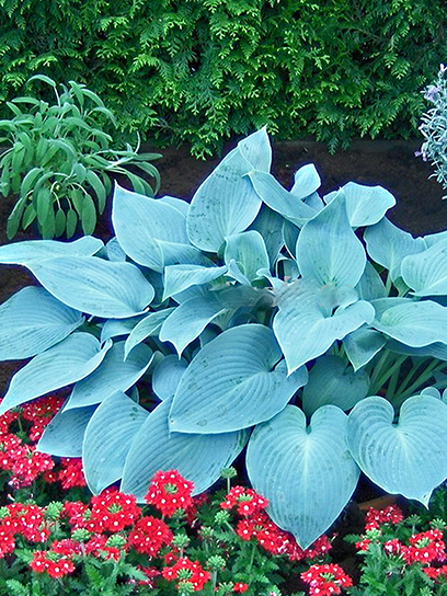 Кореневище хости Канадіан Блу 1 шт.