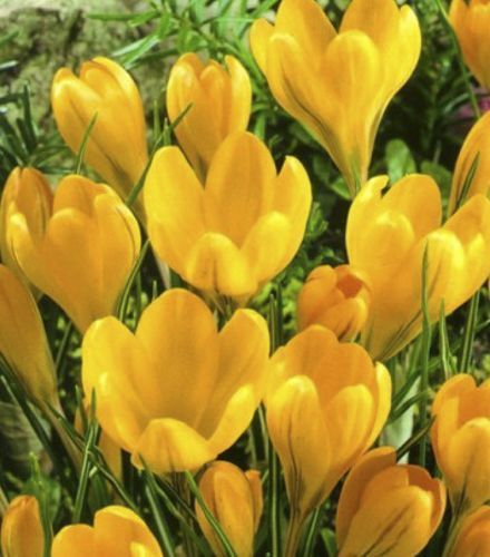 Луковица Яскрава Крокус многоцветковый Yellow 5 шт.