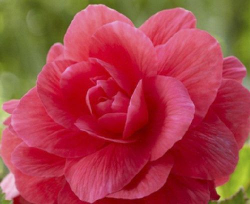 Луковица Яскрава Бегония полная Розовая 1 шт. 