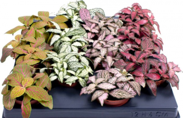 Рослина Фітонія мікс 12/15 