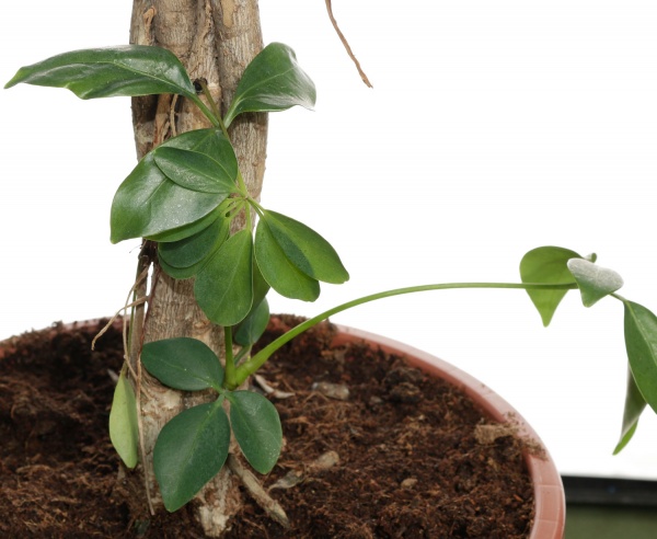 Рослина кімнатна Шеффлера 27/120