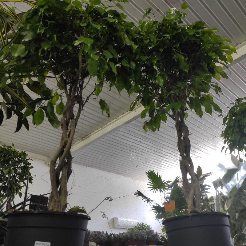 Растение Фикус бенджамина 27*110 Exotica ствол заплетен решеткой