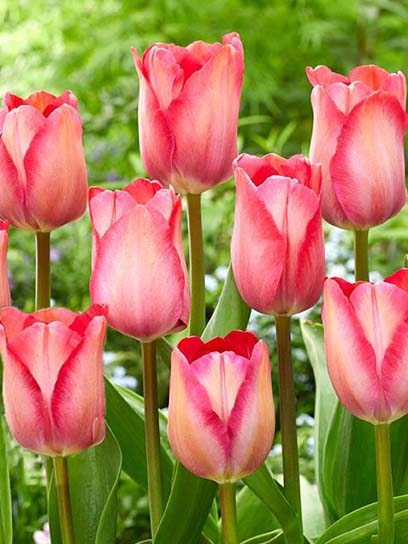 Луковица тюльпана Дарвина Оранж ван Эйк 3 шт. 