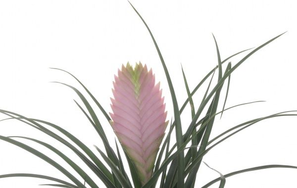 Растение ТИЛАНДСИЯ CYANEA ANITA 9/25