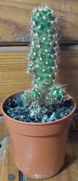 Кактус мамилярия элонгата d11/h12