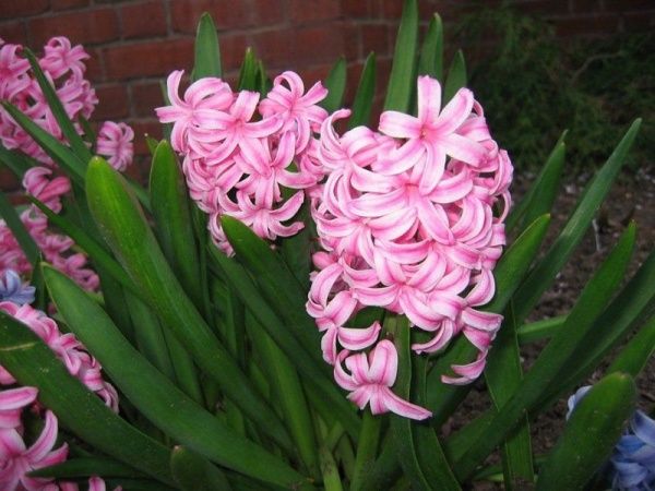 Цибулина Яскрава Fondant 2 шт. 