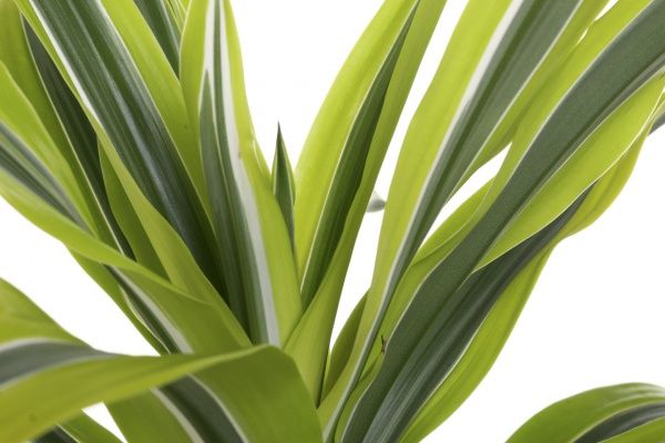 Растение комнатное Драцена Лемон Лайм 17х70