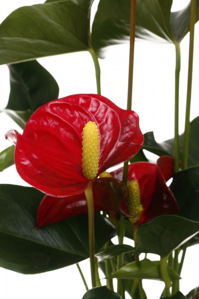 Растение комнатное Антуриум 12/40 микс