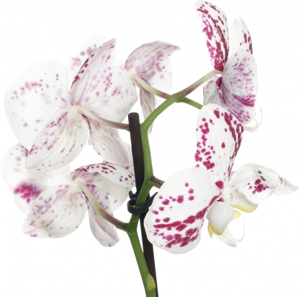 Растение комнатное Фаленопсис микс 1рр, 3/5 + 12/50