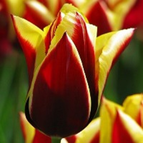 Луковица Тюльпан Триумф Гавота 5 шт. 