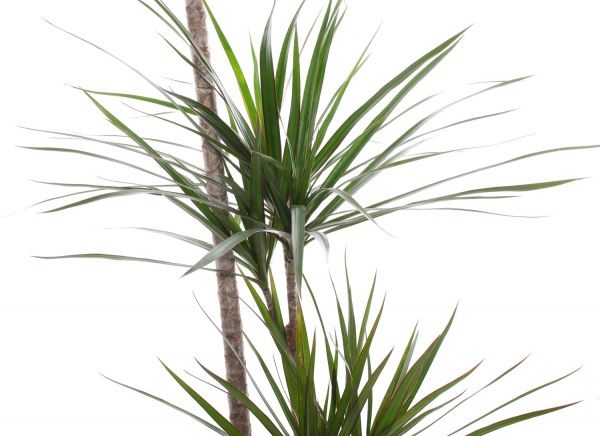 Растение Драцена 24/160 Мажента