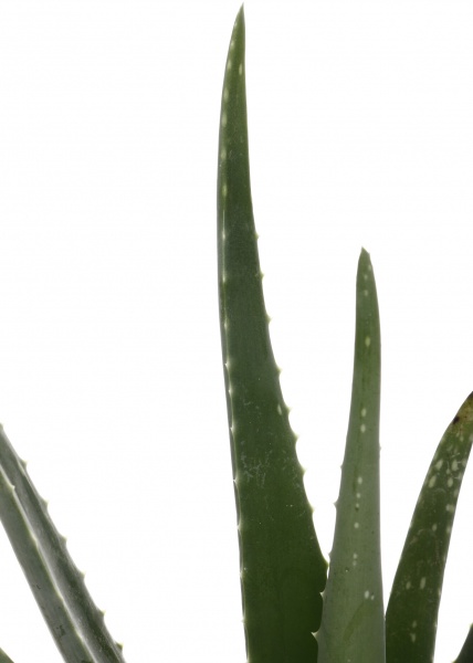 Рослина кімнатна Алое Вера 12х30 см