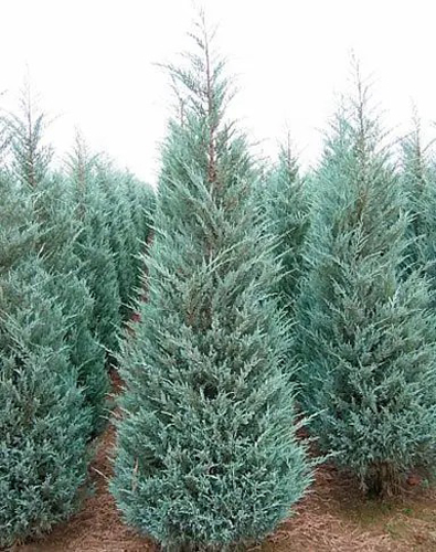Растение Можжевельник чешуйчатый/ Juniperus scopulorum Moonglow С3, H 20-30
