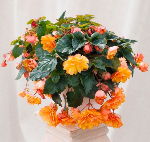 Растение Бегония клубневая (С1)