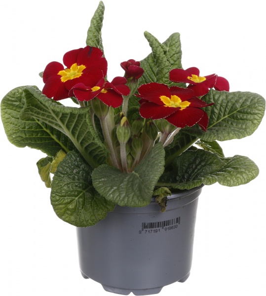 Растение Примула 10,5/20 мікс.
